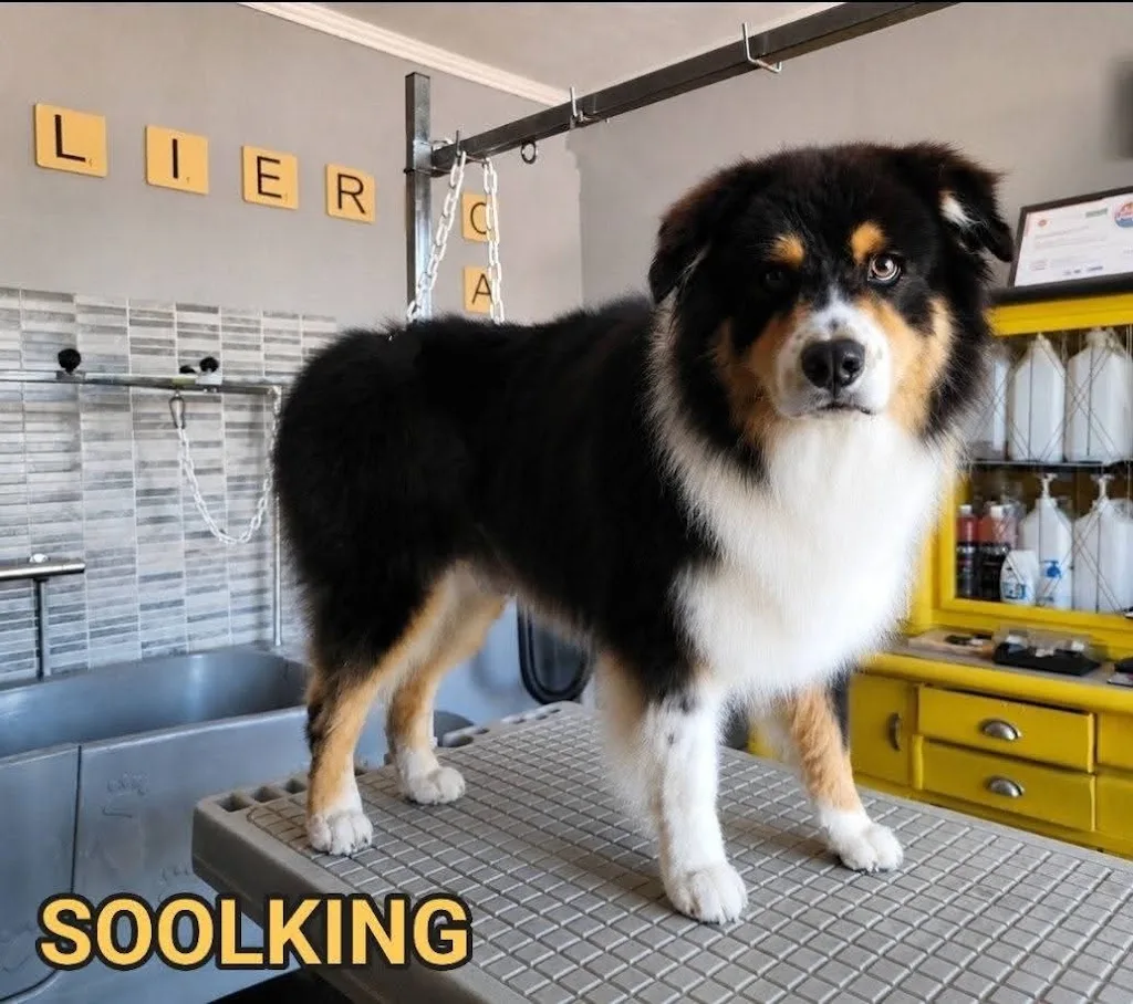 Estéty-chien - photo 3