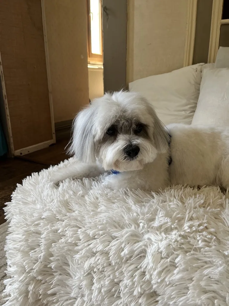 Lovely Dog - photo 2