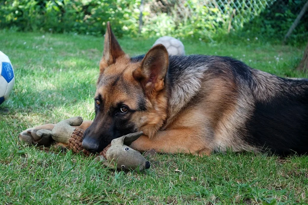 FluffyPaws - photo 2