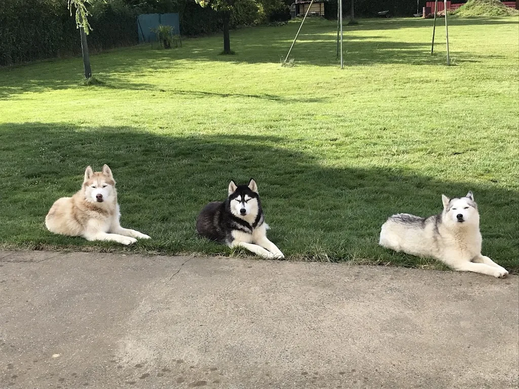Centre canin et félin La Grange Aux Loups - photo 2