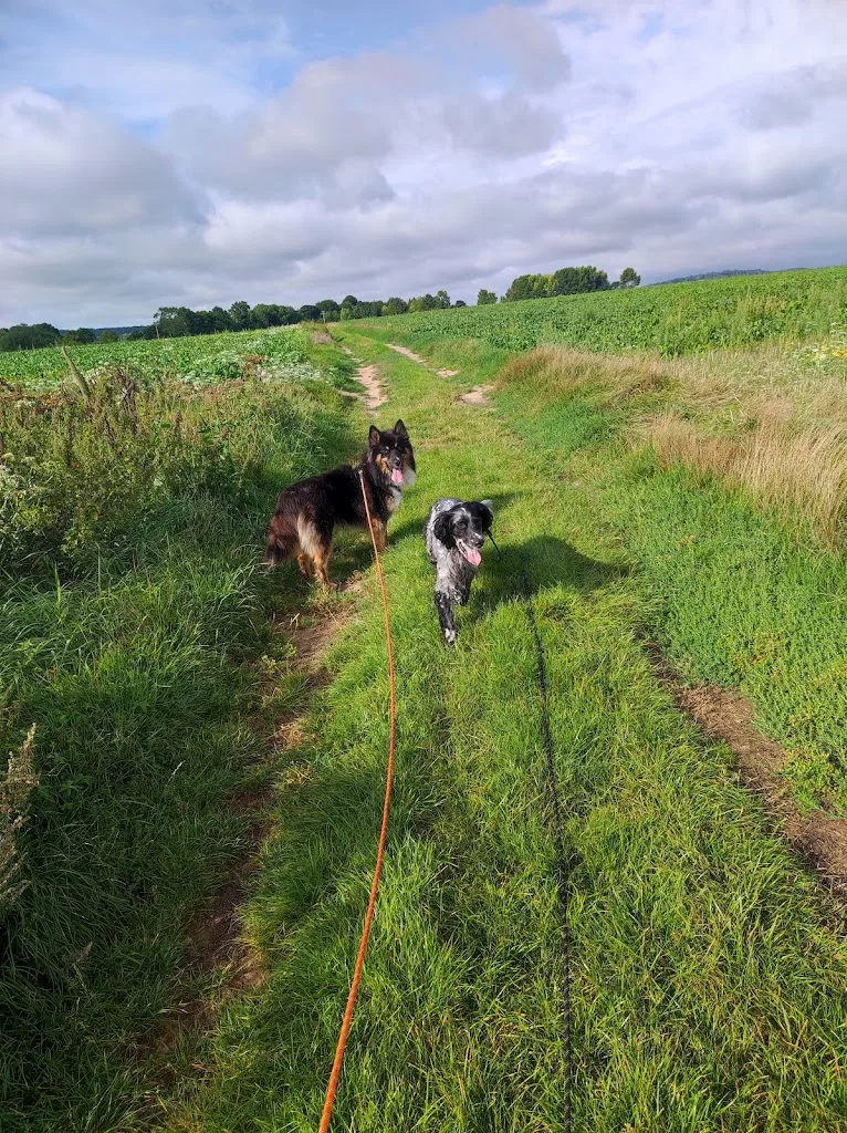 Domaine des 4 pattes - Chou, Chiens & Cie - photo 2