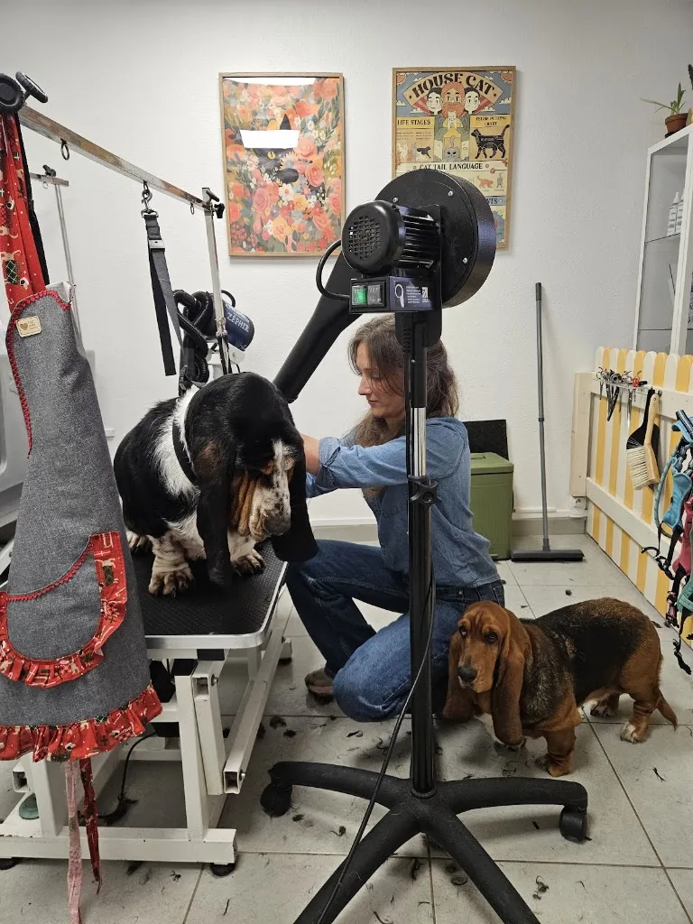 Toutou pour moi | Toiletteuse chiens & chats – Massage canin - photo 1