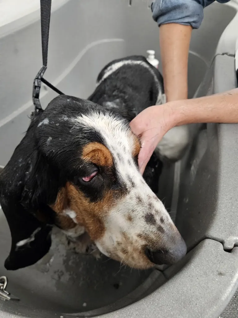 Toutou pour moi | Toiletteuse chiens & chats – Massage canin - photo 2
