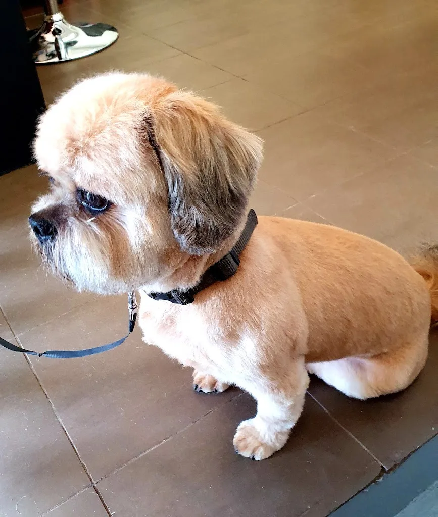 Star Dog - photo 2