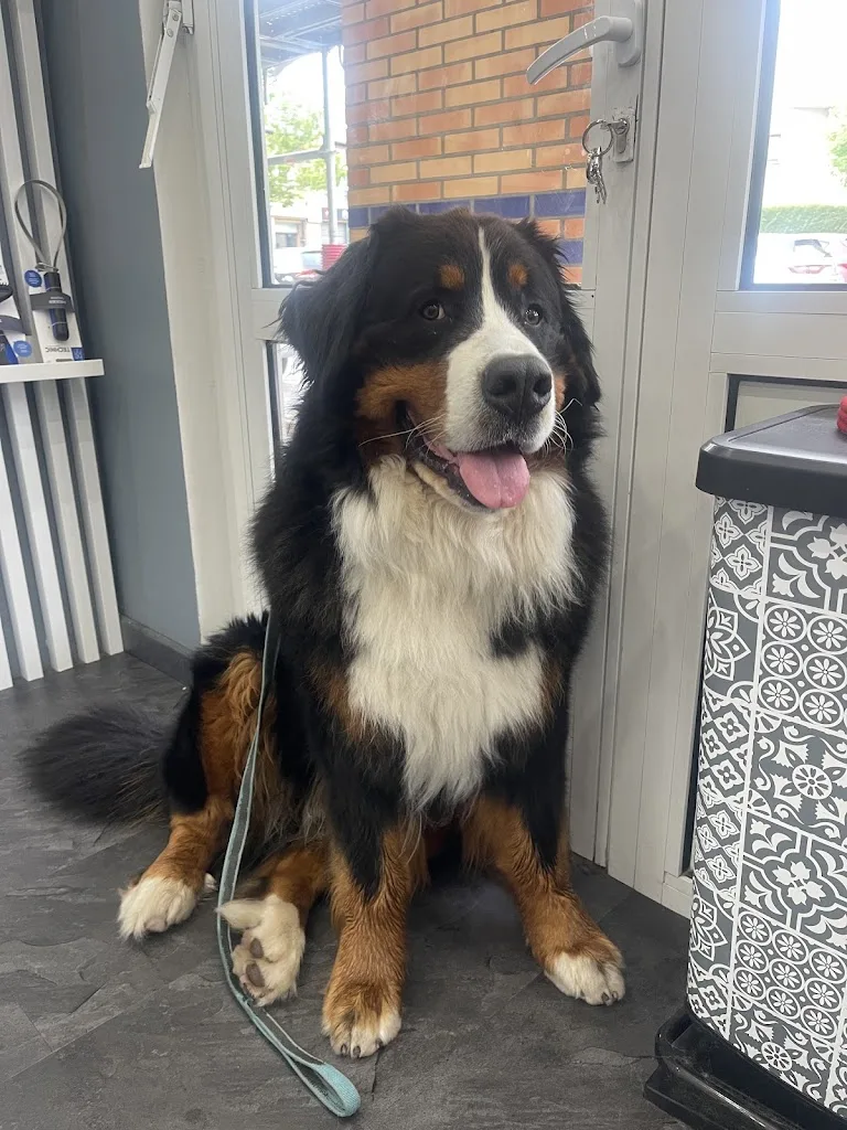 Laura' Dogs - photo 1