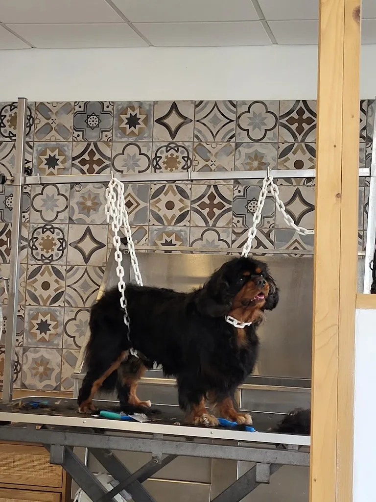 Le Rendez-Vous des Chiens - photo 1