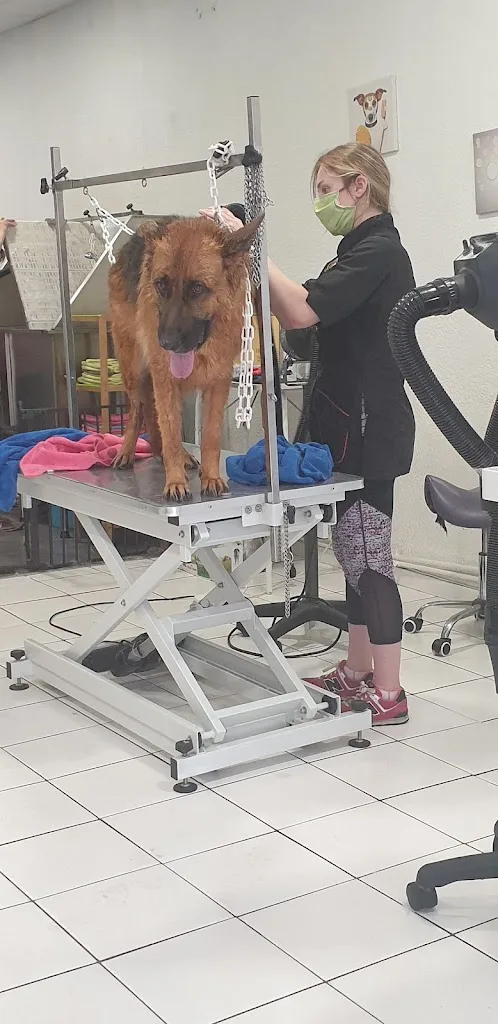 Boucle Dog Coralie - photo 1