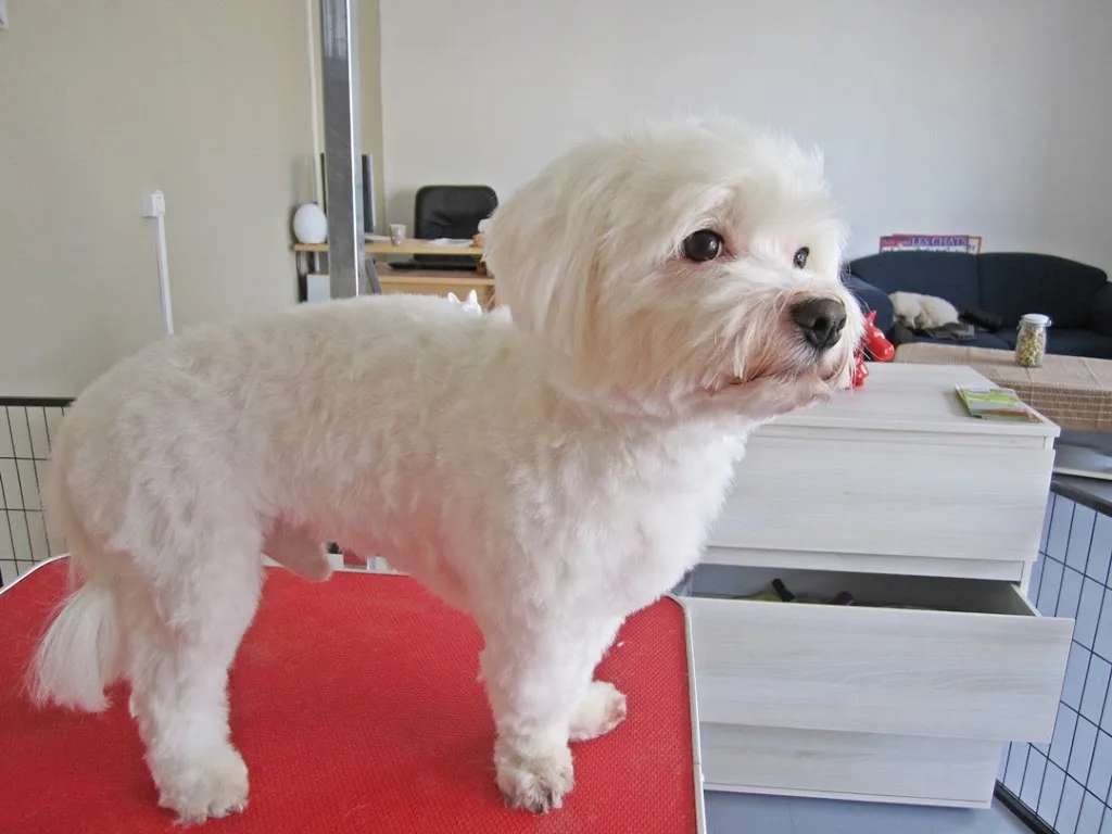 Dog's Barber - Toilettage Canin - photo 3