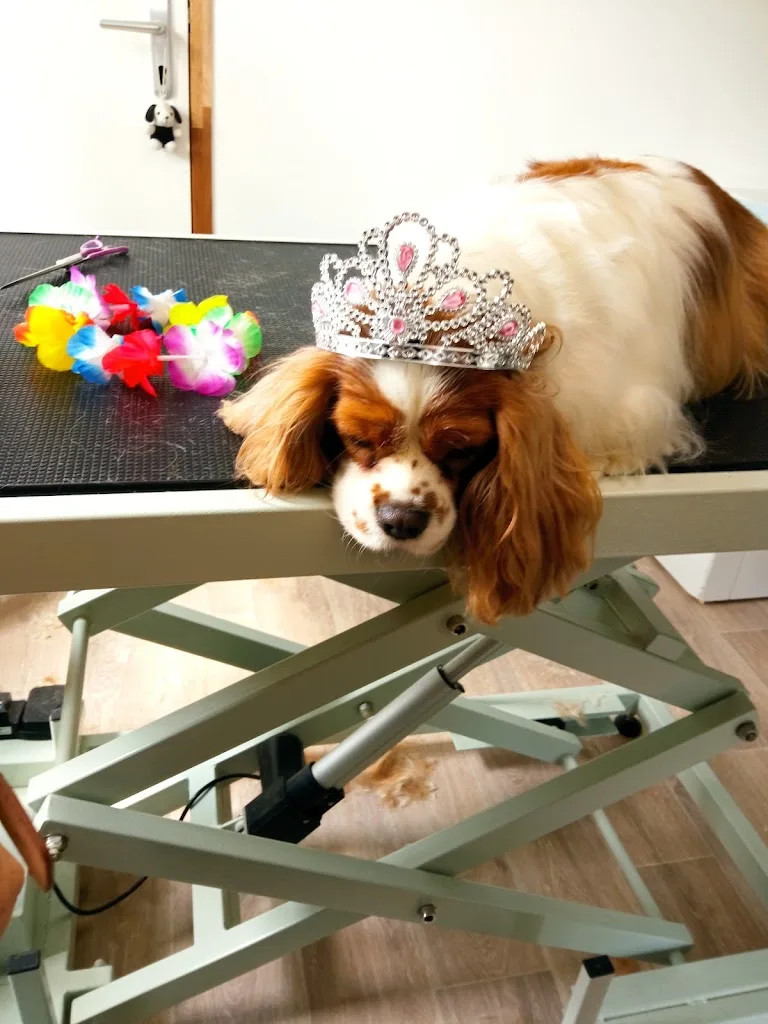 Chienne2Vie - photo 2