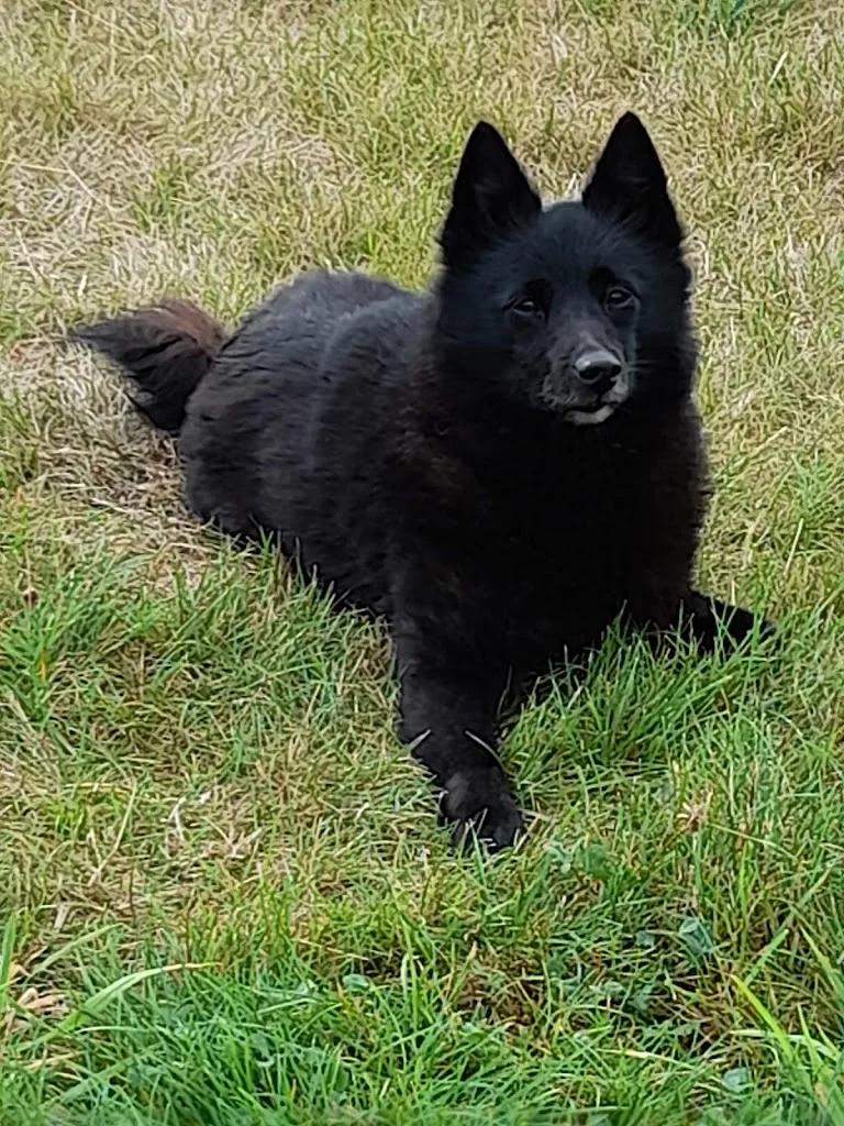 Dog Shine Paradise - photo 1