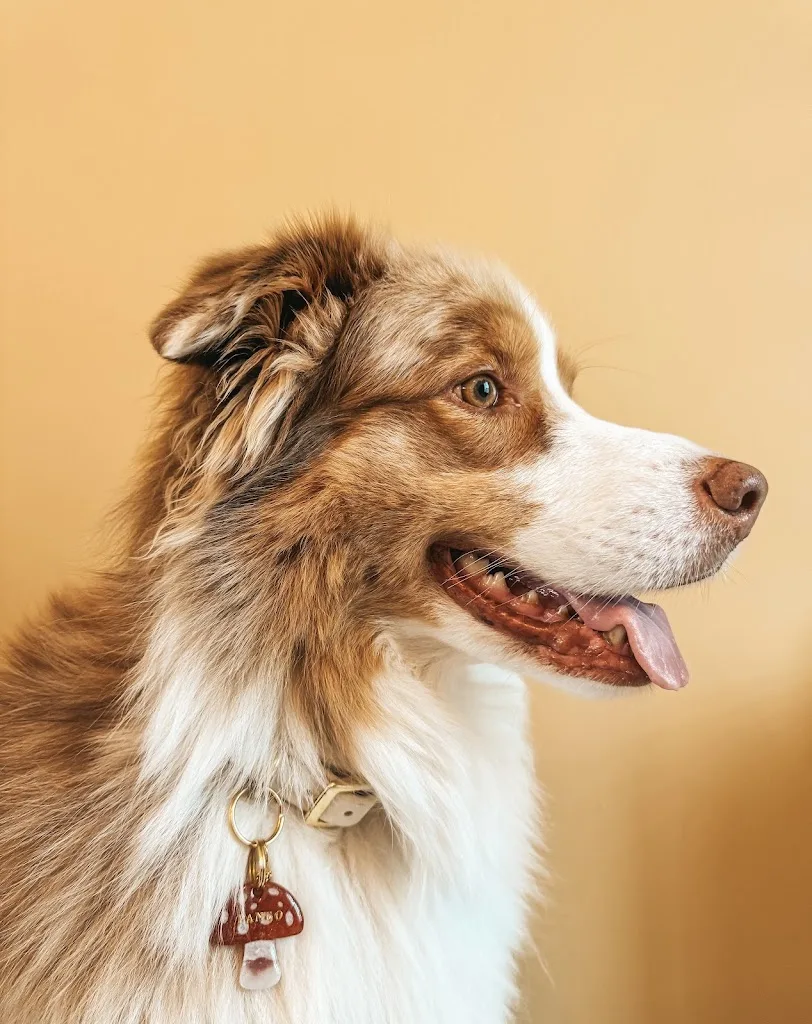 Dog Shine Paradise - photo 2