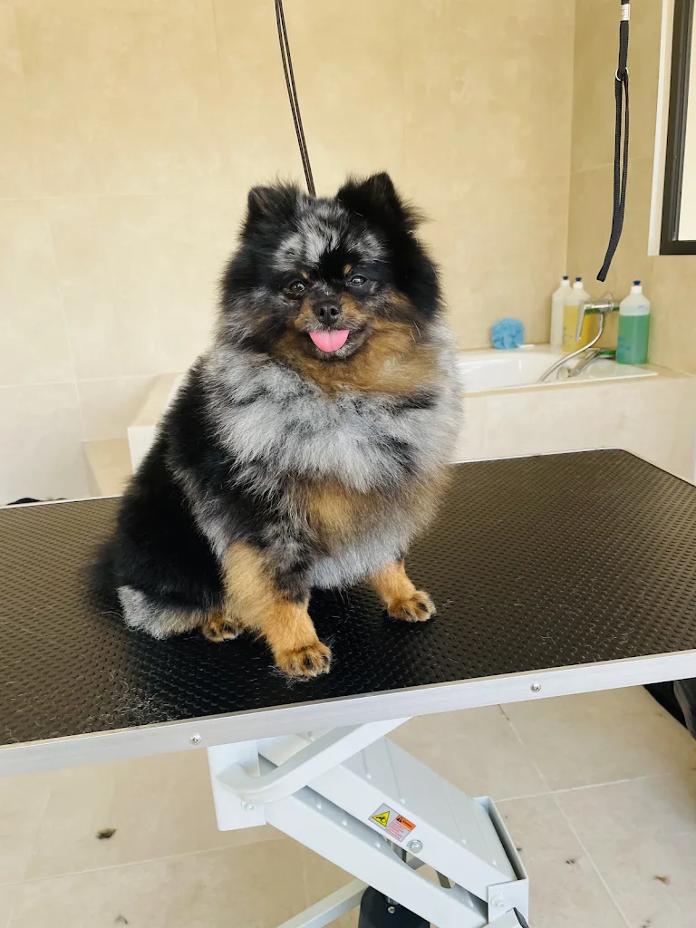Styl'Canin - photo 3