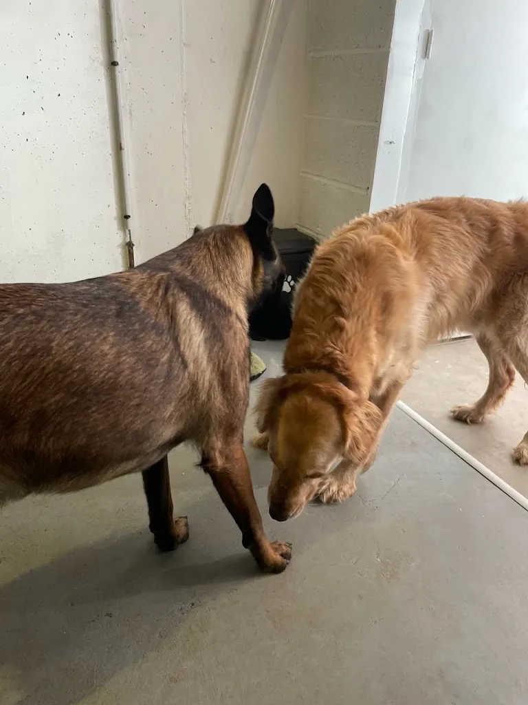 Oh my dog - photo 2