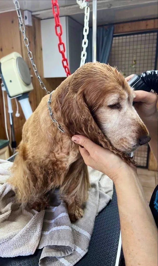 Toiletteur S.O.S Beauté Chiens Et Chats - photo 1