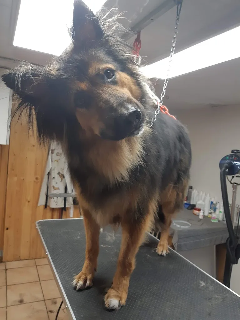 Toiletteur S.O.S Beauté Chiens Et Chats - photo 2