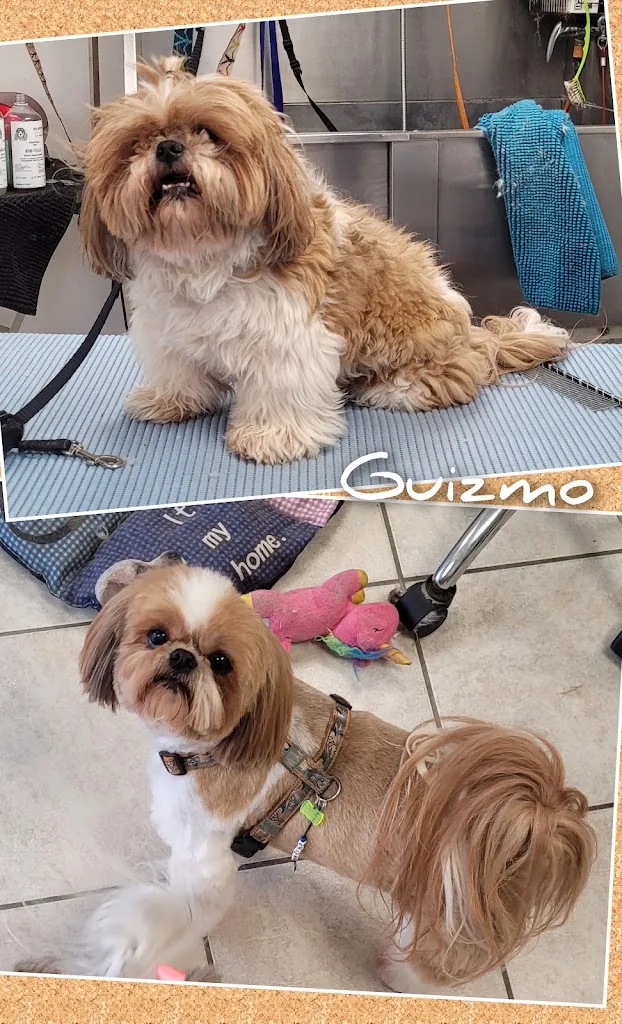 Au Bonheur du Chien Chez Laëtitia Falck - photo 2