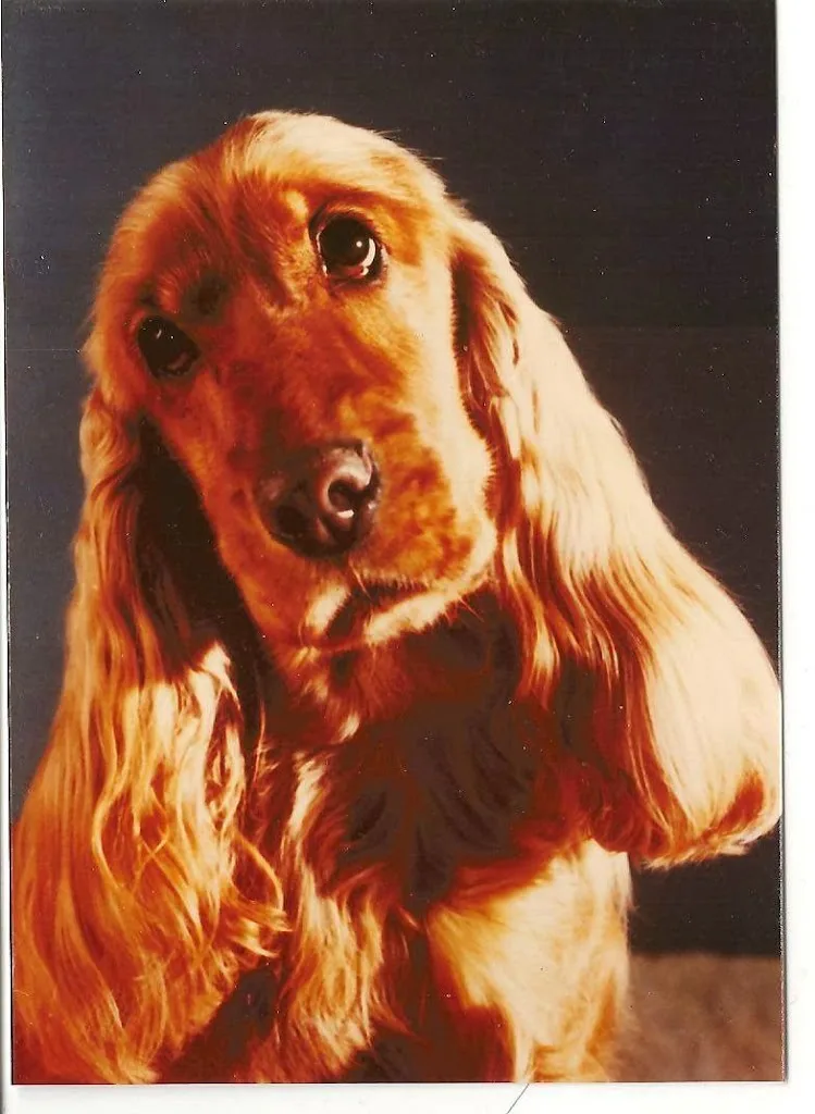 Dubois Jacques Toilettage - photo 1