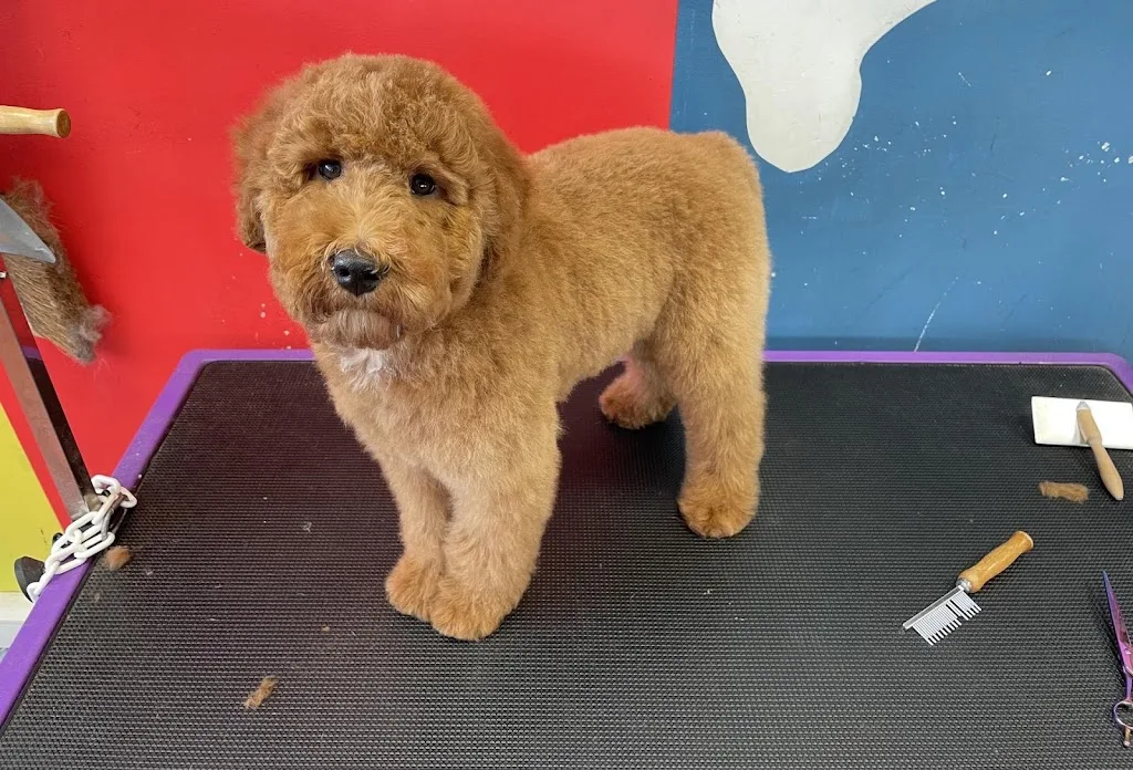 🐶 POIL Ô PAT 🐶 - photo 2