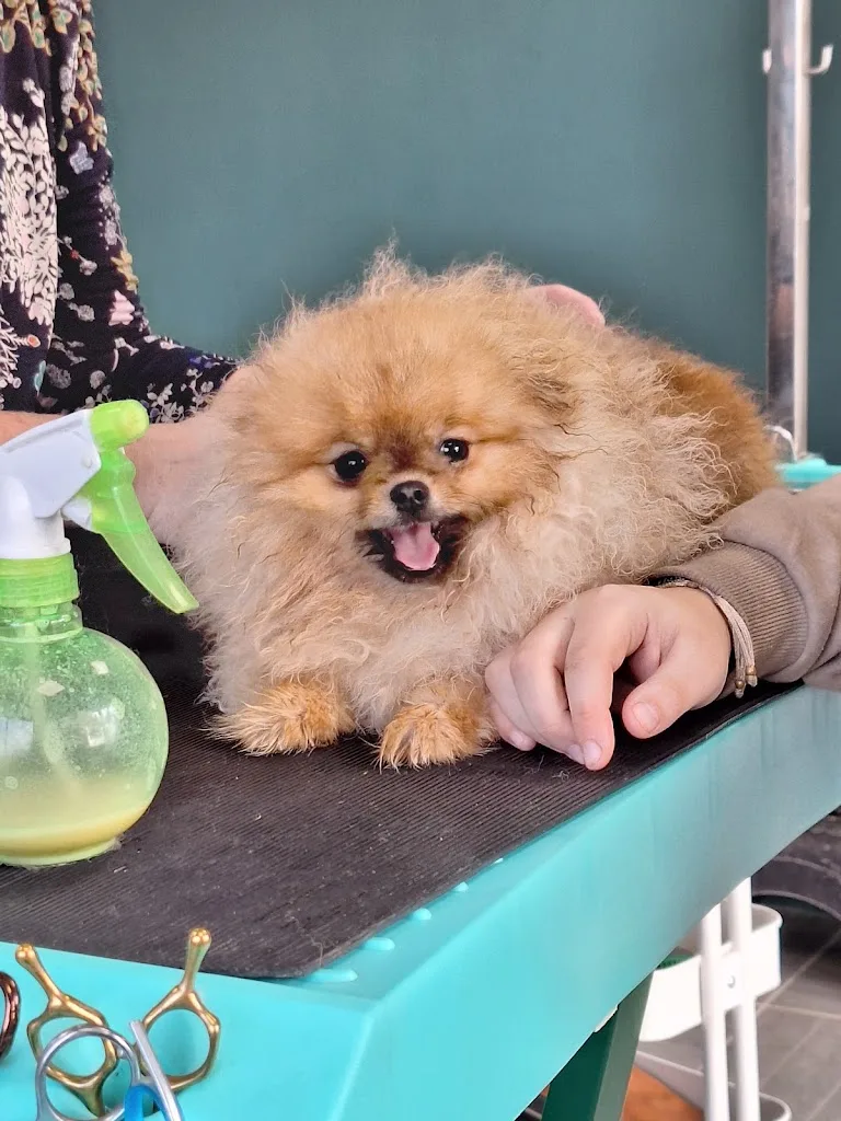 OH MY DOG - photo 1