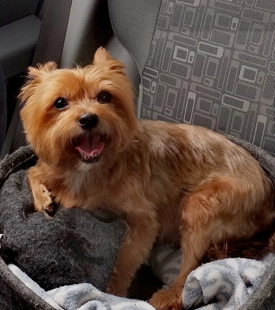 OH MY DOG - photo 2