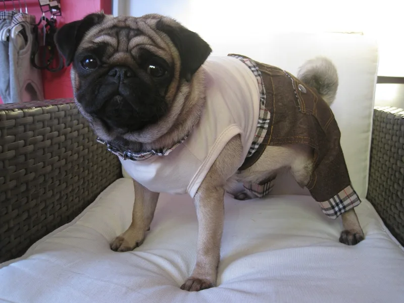 Pets Wouaf'Titud - photo 2