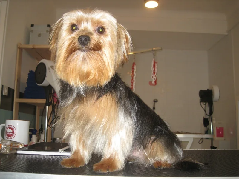 Pets Wouaf'Titud - photo 3