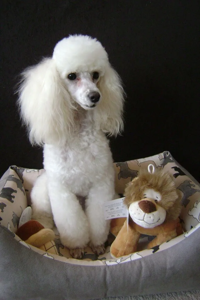 Le Caprice Du Chien - photo 1