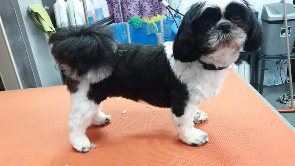 101 Canins (à domicile) - photo 2