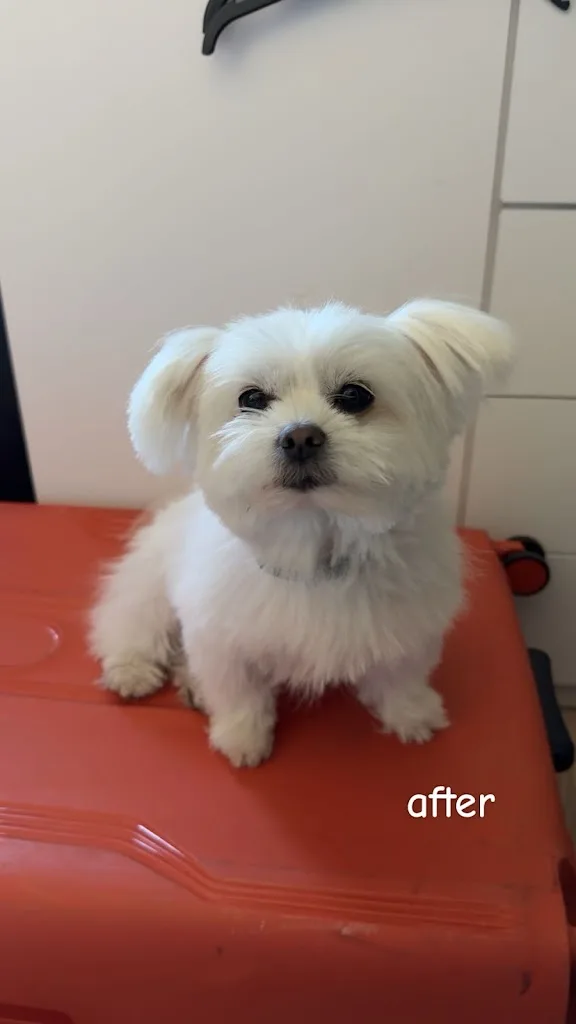 La boutique du chien - photo 3