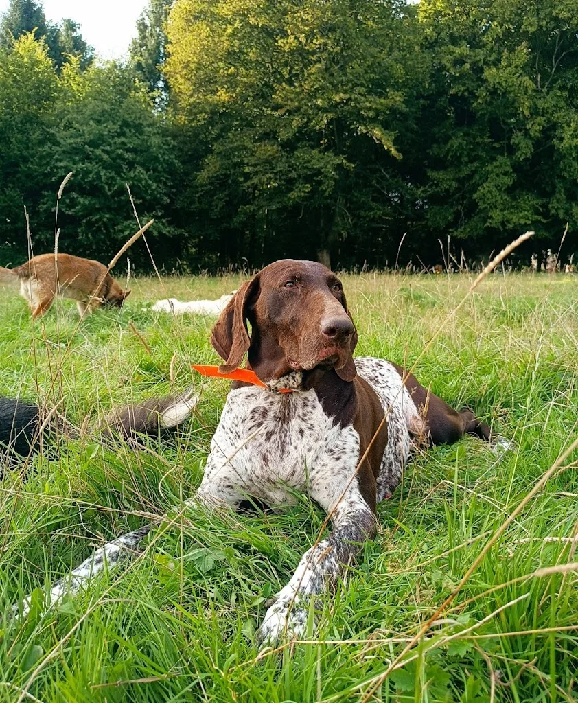ZY DOG - photo 2
