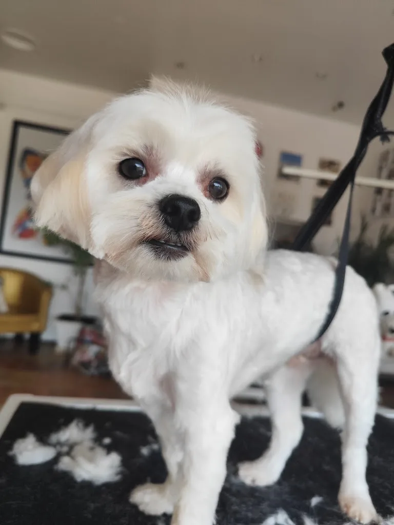 Mishka et Gali - photo 1