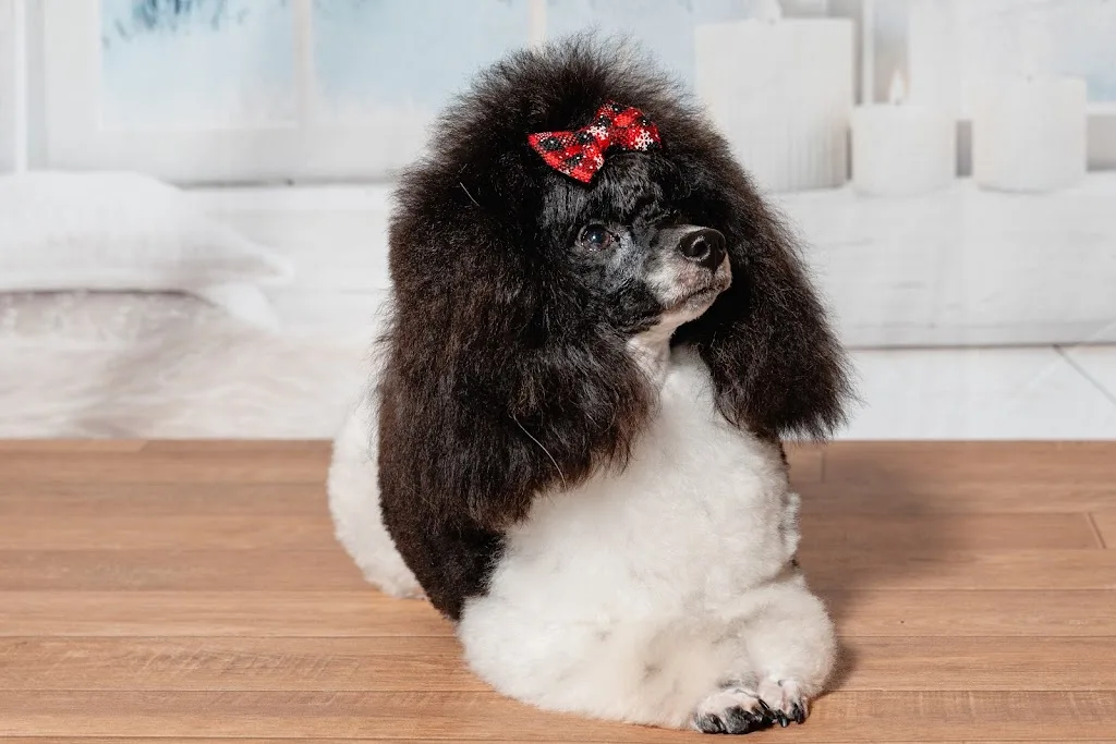 Baby Dog - photo 2