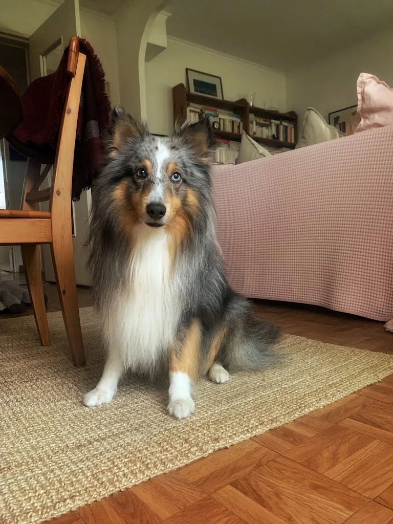Au Look Canin - photo 3
