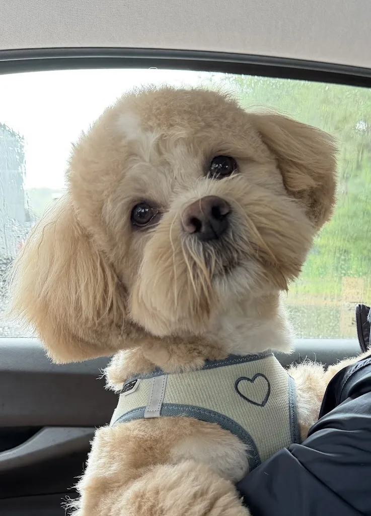 Canin Caline - photo 3