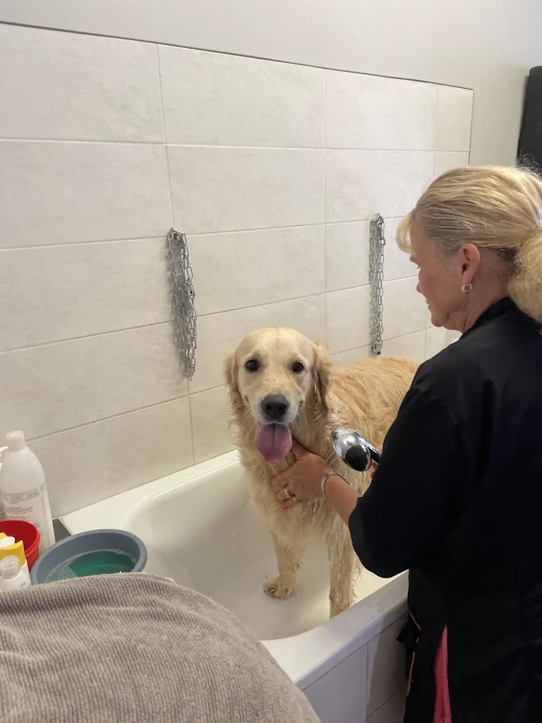 Au Chien Pimpant - photo 1