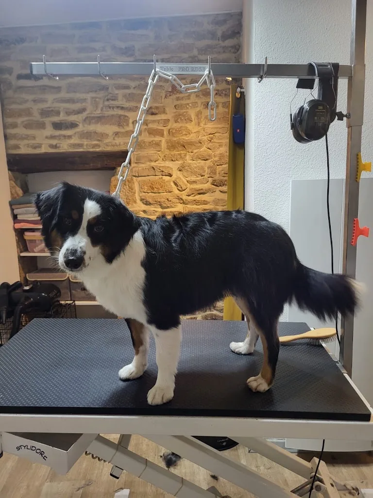 Dorlot' Dog - photo 3