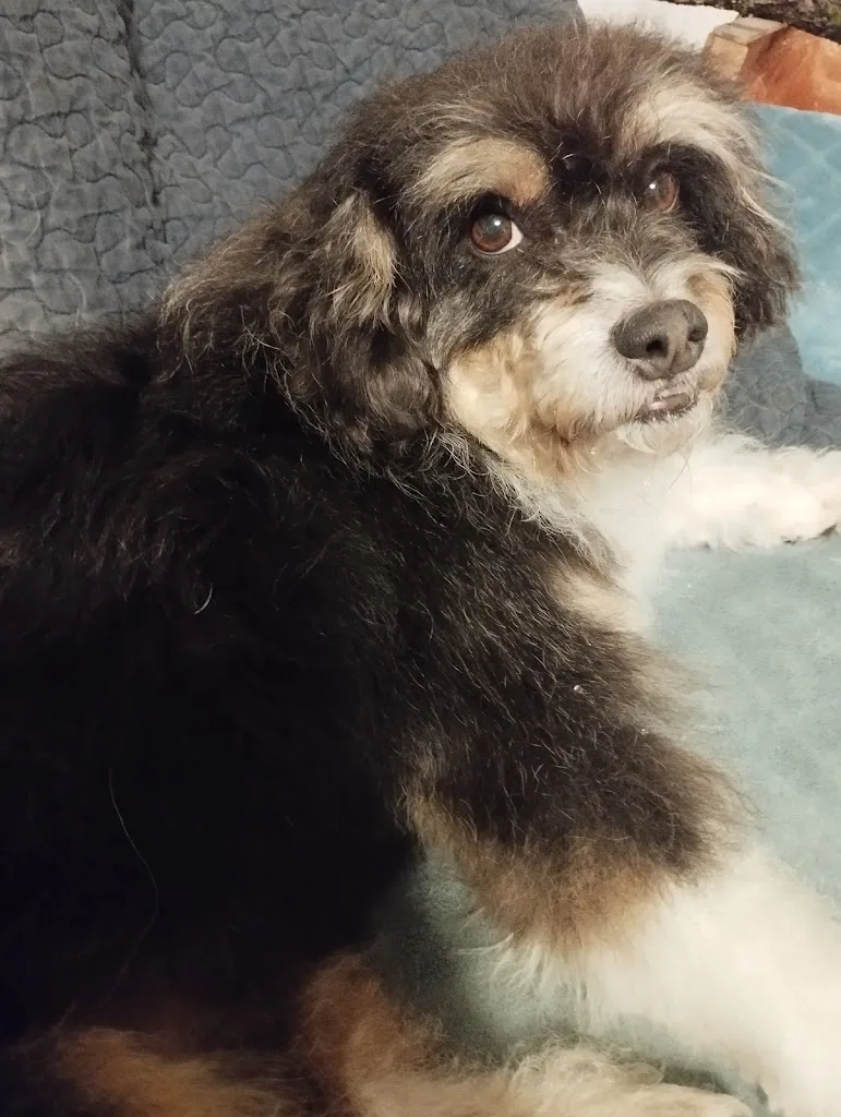 L’Atelier du Chien et du Chat - photo 2