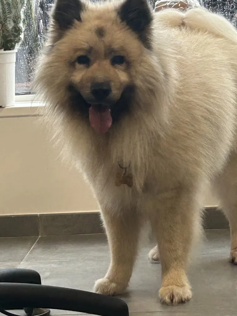 La patte d'Indiana Reims, salon de toilettage, praticienne en massage canin. - photo 3