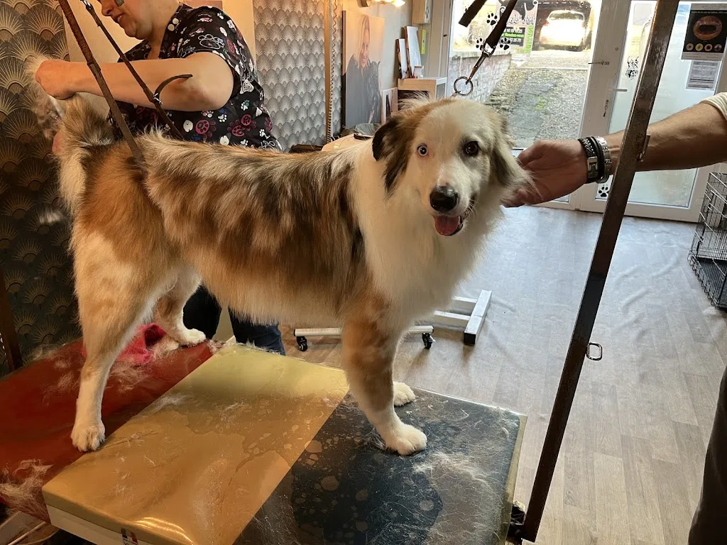 salon de toilletage canin cleb art - photo 2