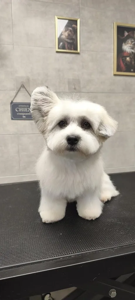 Barber Dog By Sonia - photo 1