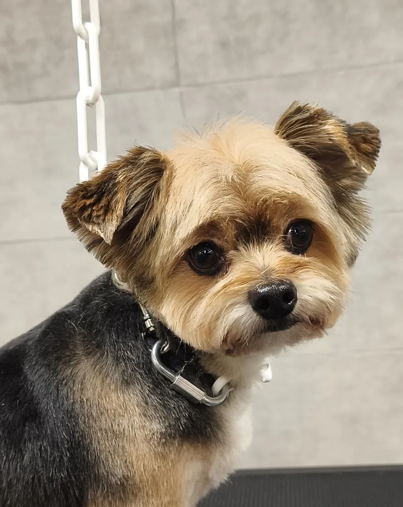 Barber Dog By Sonia - photo 2