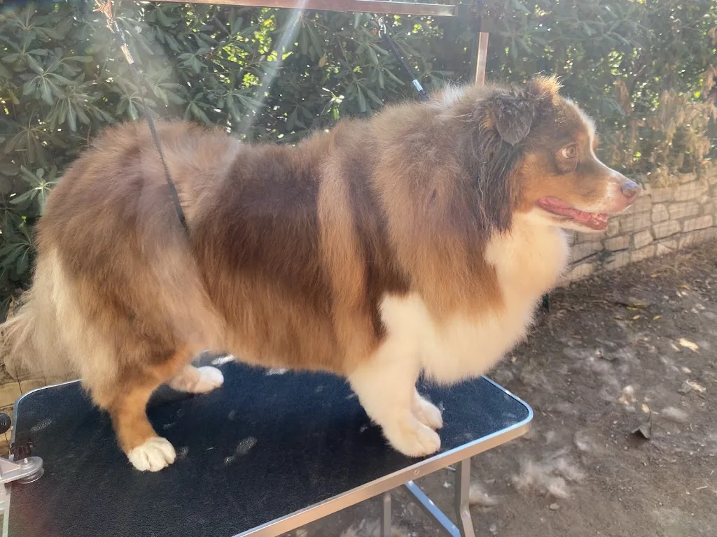Les pattes heureuse 🐶- Toilettage Canin à domicile - photo 1
