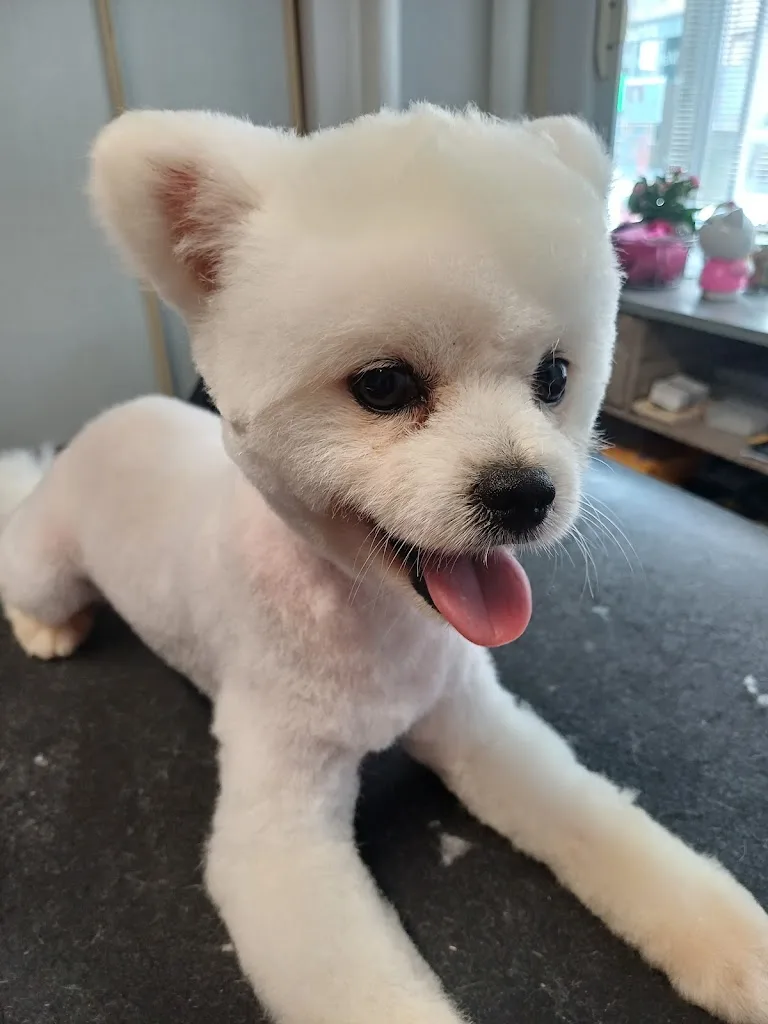 Manue Dog - photo 1