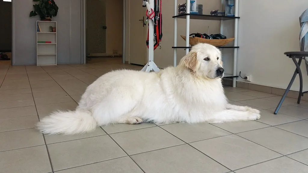 Chien'pathique - Toiletteur - photo 2