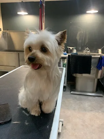 Splash'Dog - photo 1