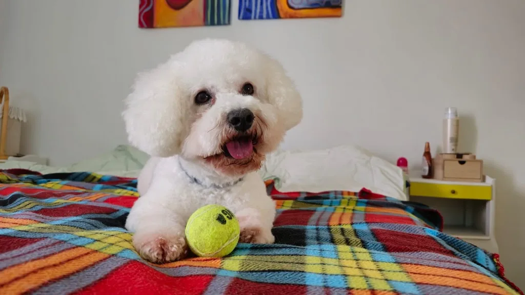 Dog Chic - photo 2