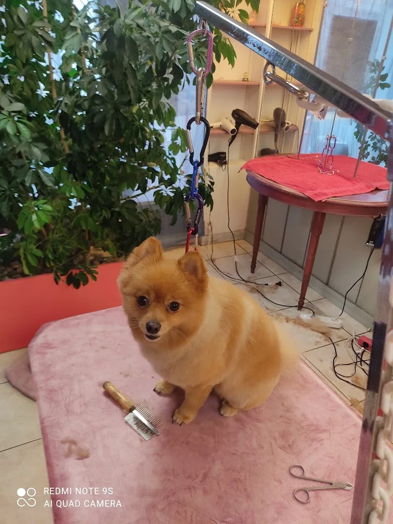Dog Chic - photo 3