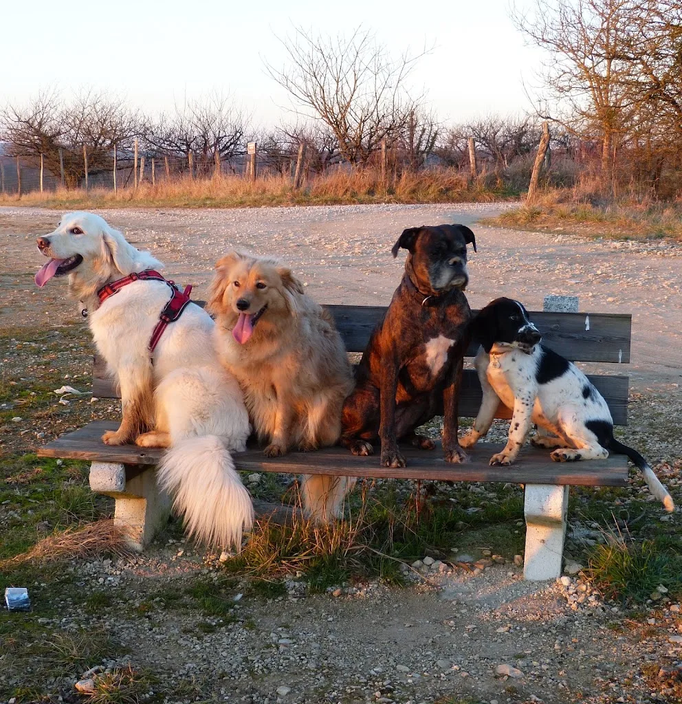 Au bien être des chiens - photo 1