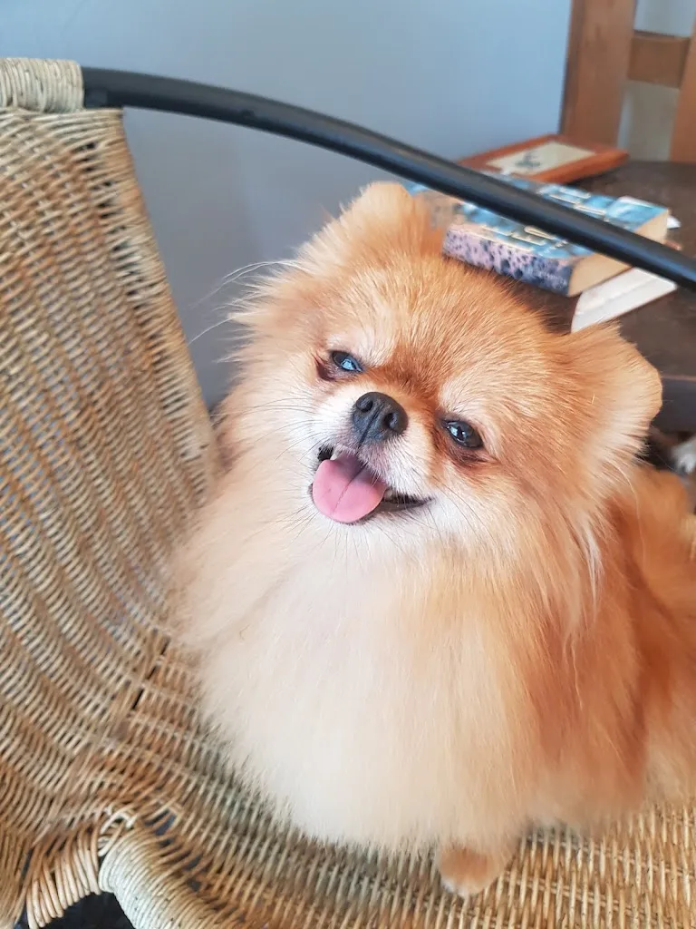 Au bien être des chiens - photo 2