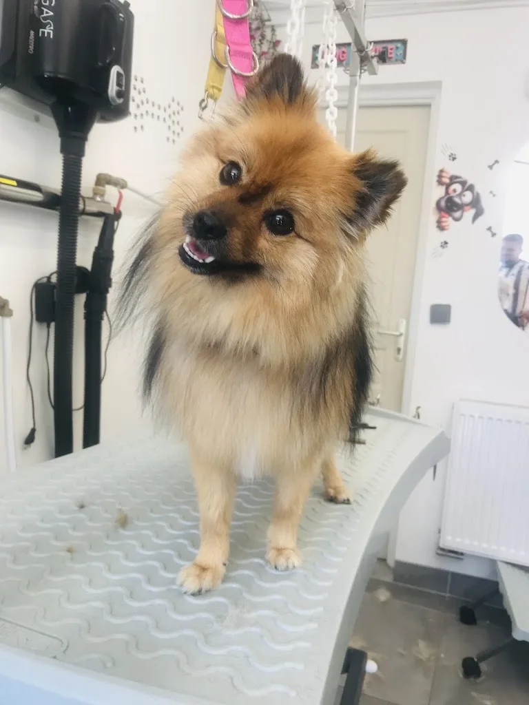 Beauty dog - photo 1